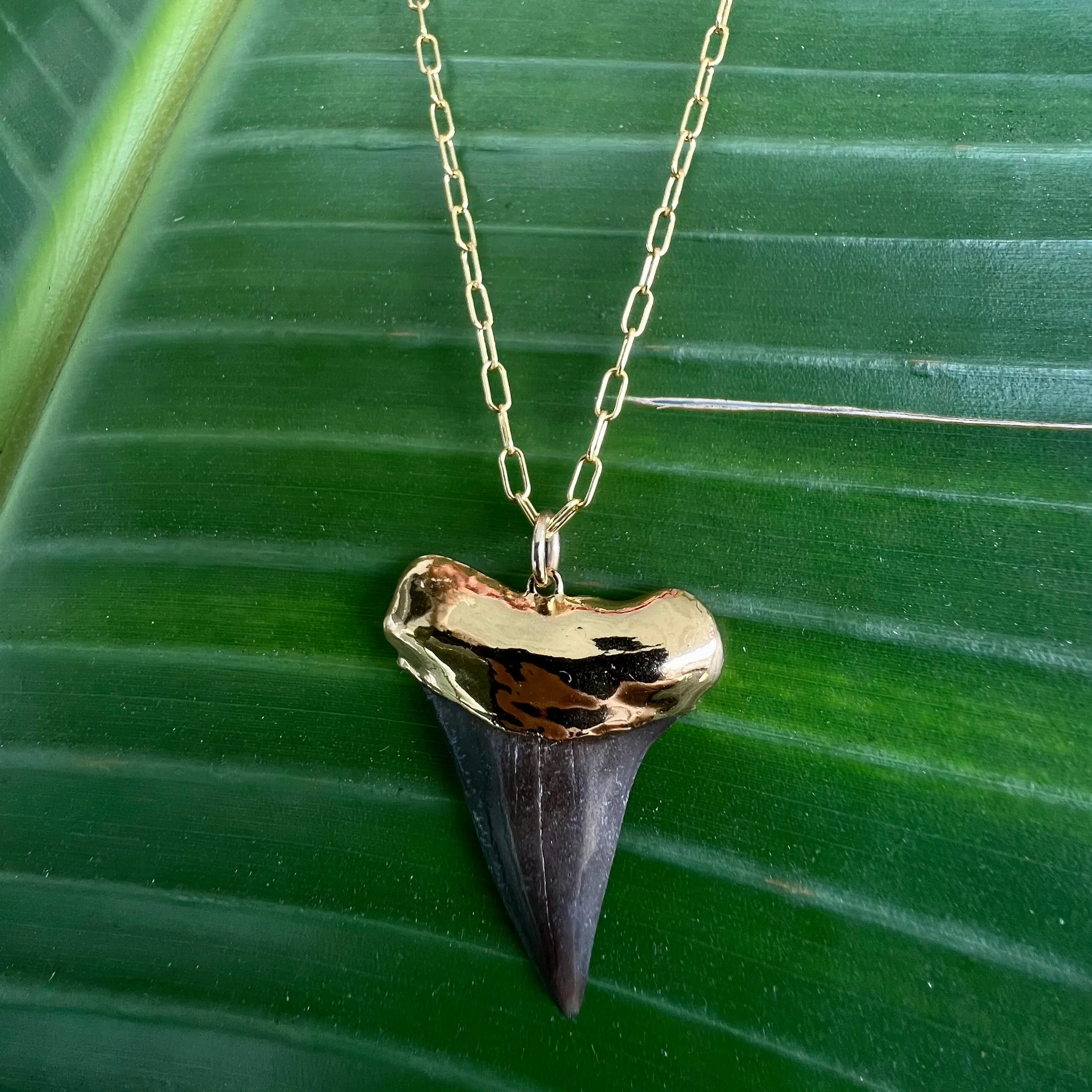 1573- Shark Tooth Necklace