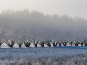 Elegant Winter Trees 3